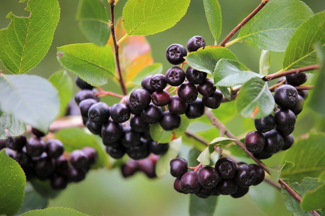 Aronia Pulver - Schlank Gesund Fit